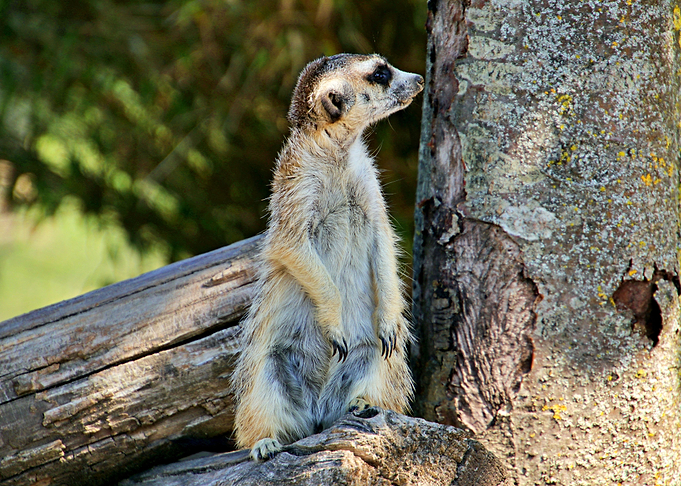 Cute meerkat