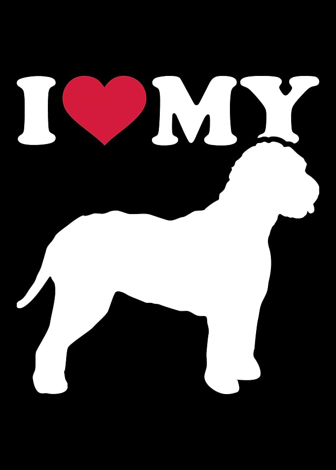 Lagotto Romagnolo