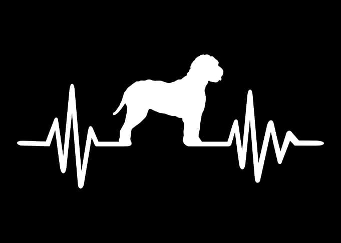 Lagotto Romagnolo
