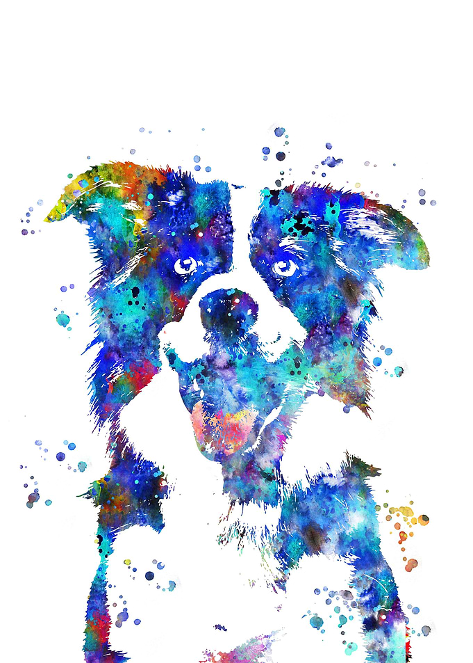 Border Collie