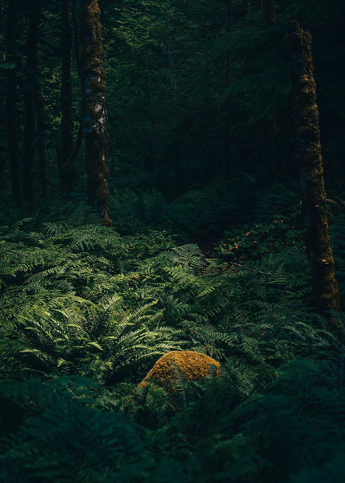 Green Forest Poster