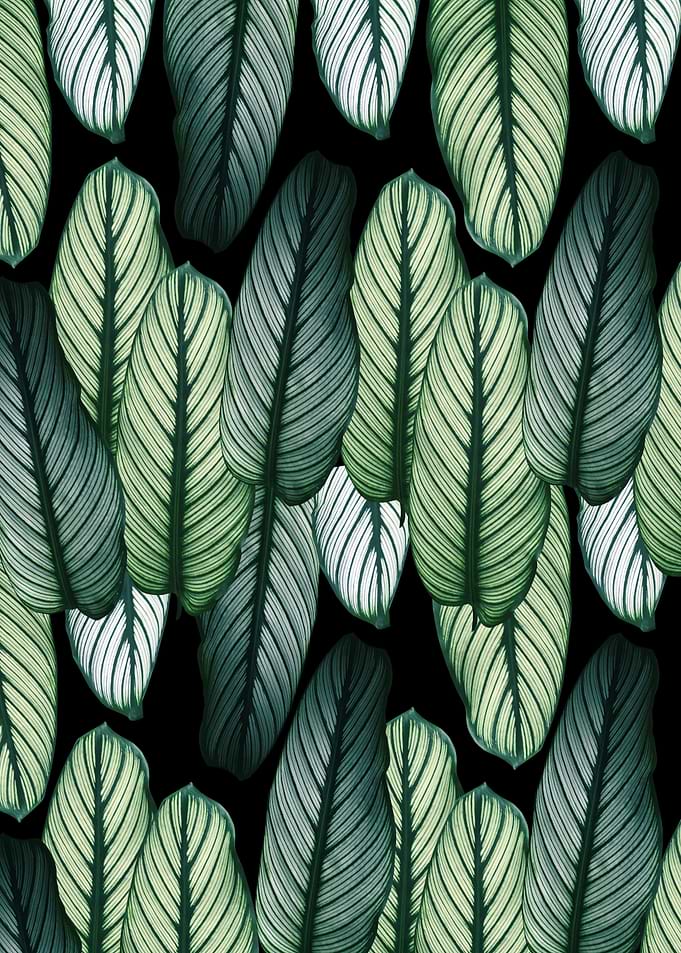 Calathea Leaves Pattern 3