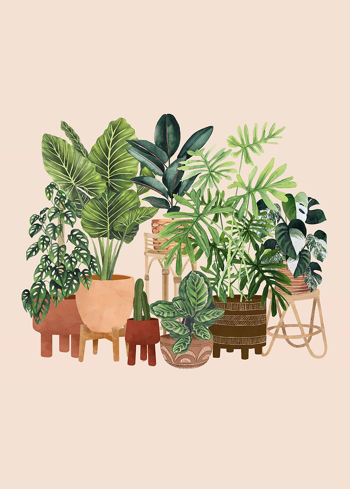 House Plants 19