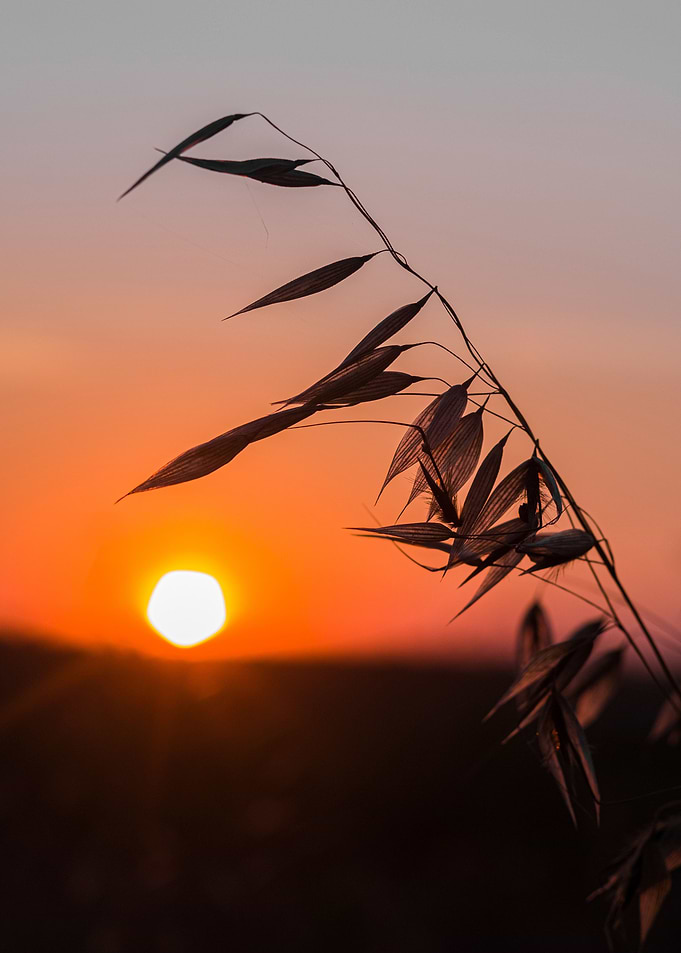 Sunset Poster Leaf