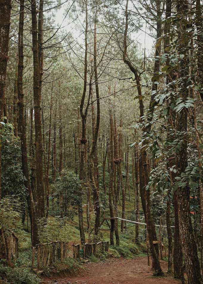 Forest Trees Poster
