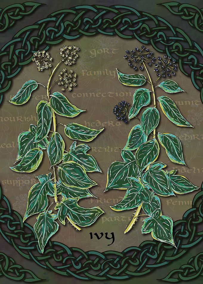 Celtic Ivy