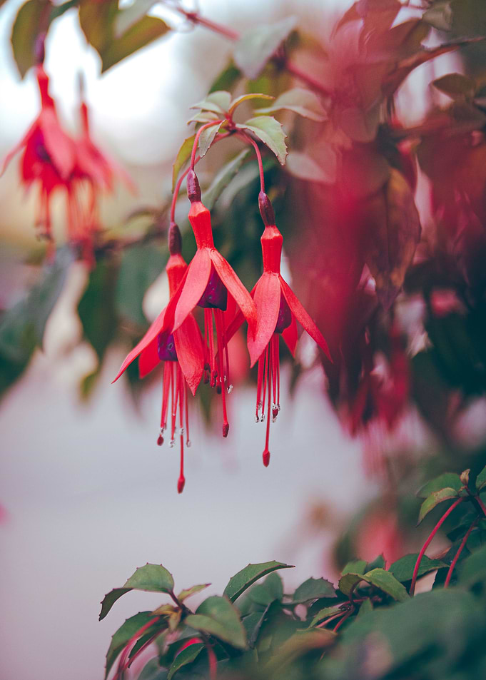 Pink Flowers Poster