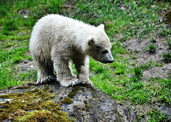 Baby polar bear