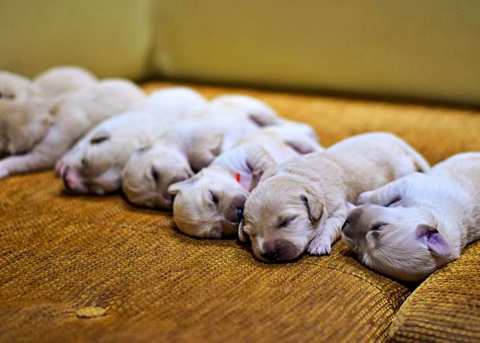 New puppies