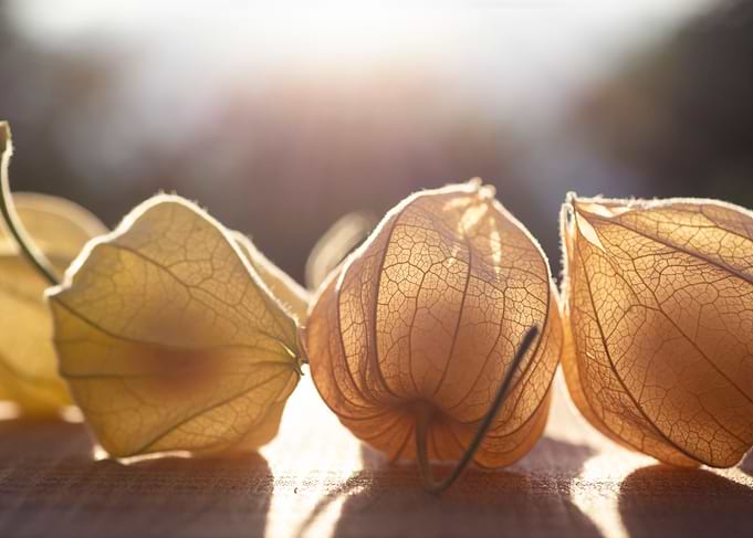 Ground cherry