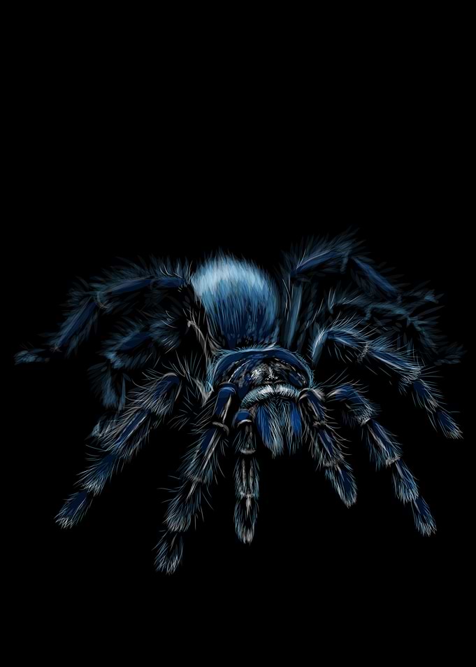 Tarantula Sketching