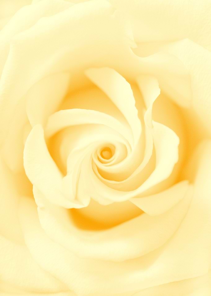 Yellow Beauty Rose 1