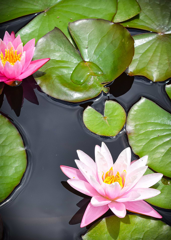 Pink Water Lily