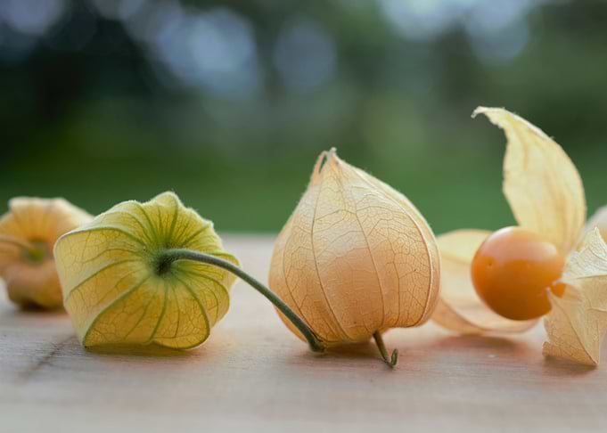 Golden Inka berry