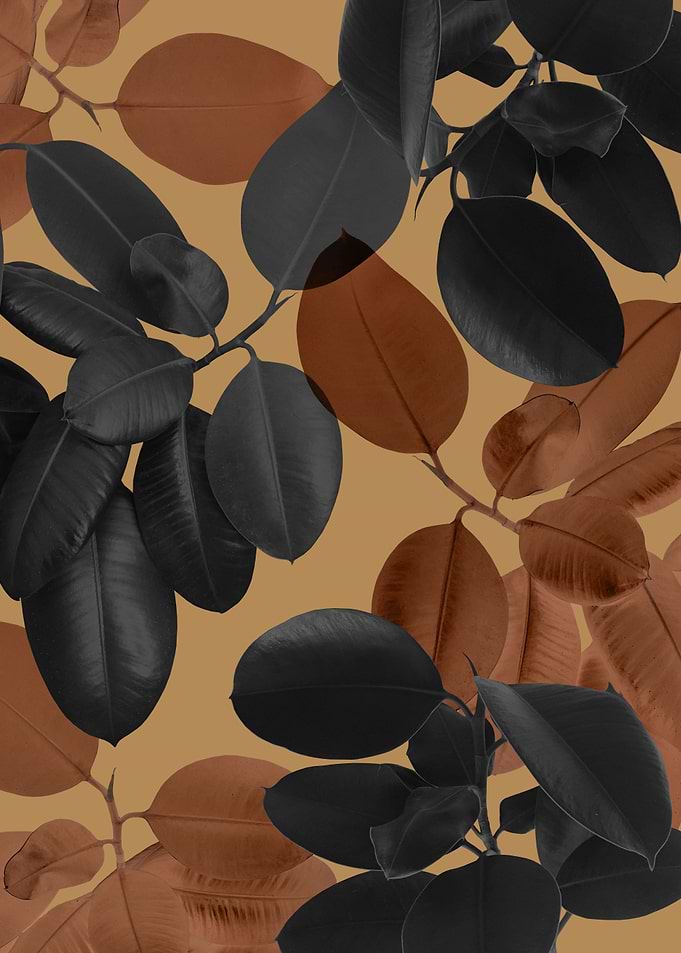 Ficus Leaves Glam 2