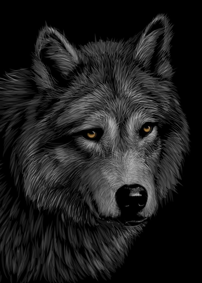 Wolf Sketching