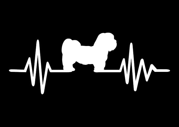 Lhasa Apso