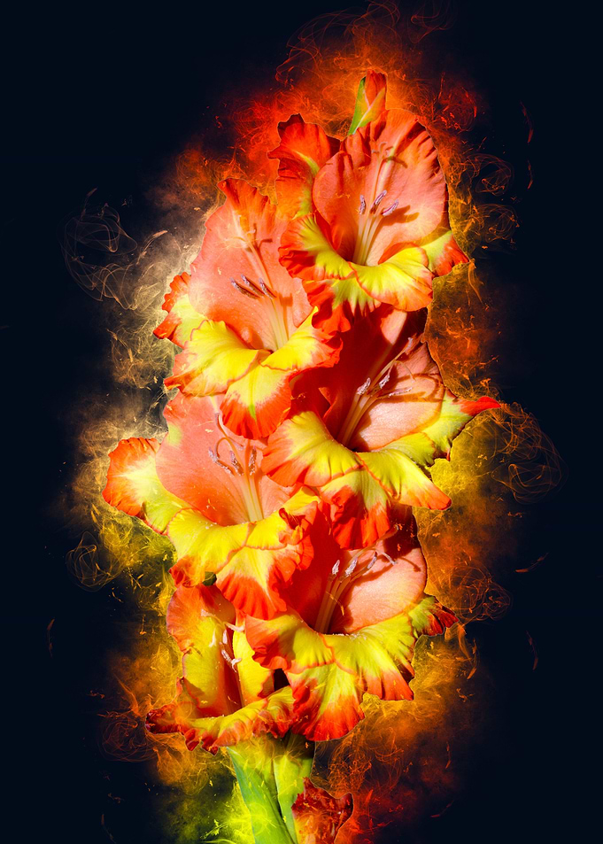 orange yellow gladiolus