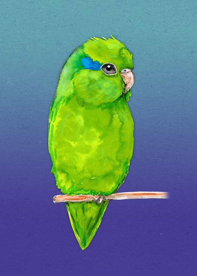 Green parrotlet