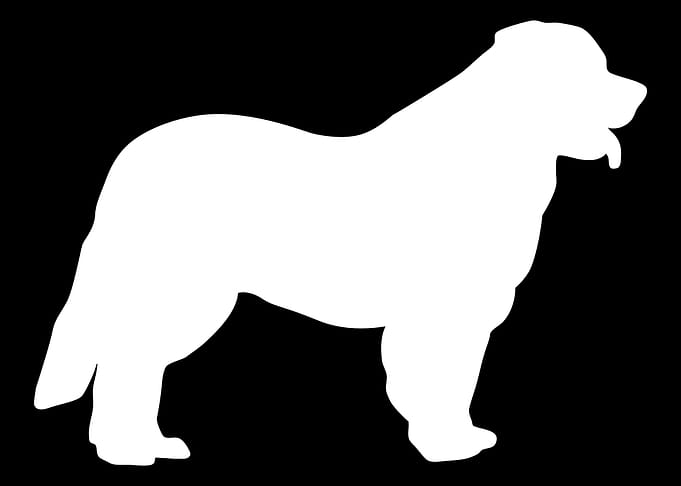 Leonberger