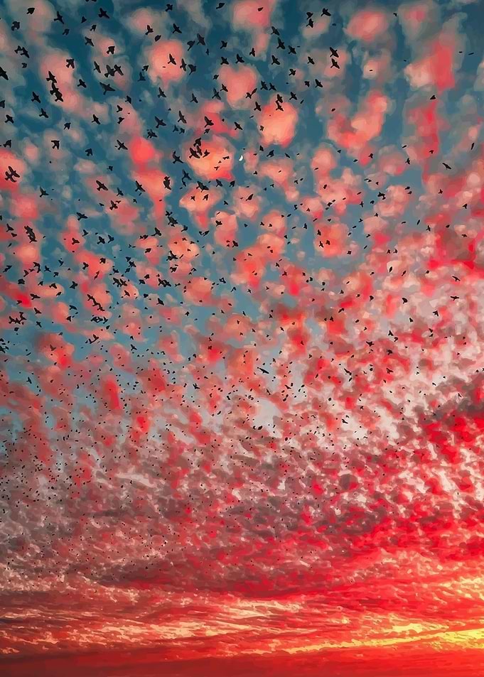 Birds enjoy the Sun set