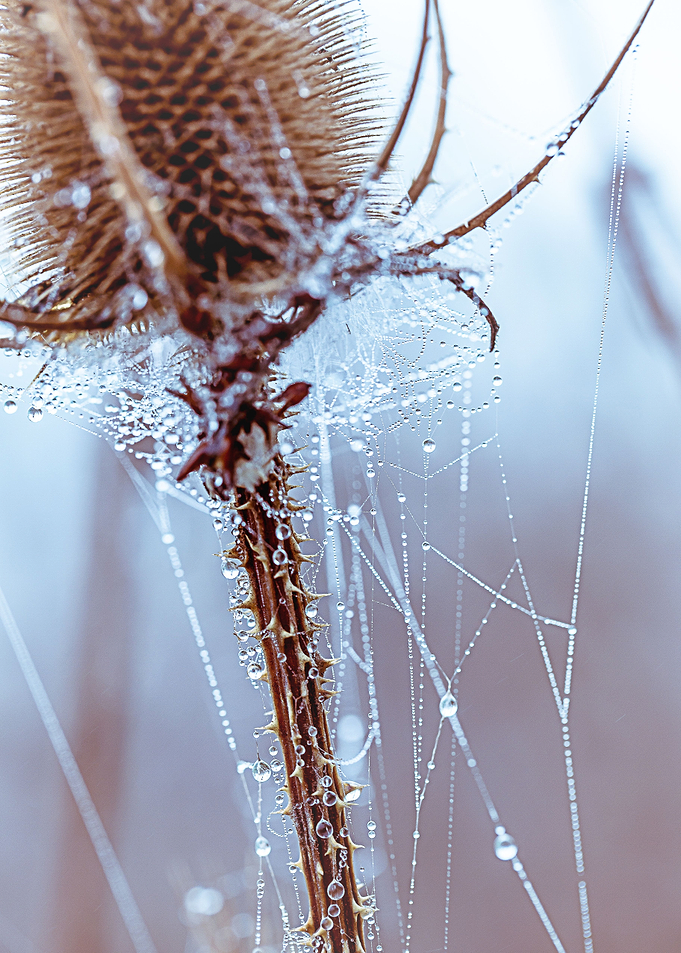 Dew