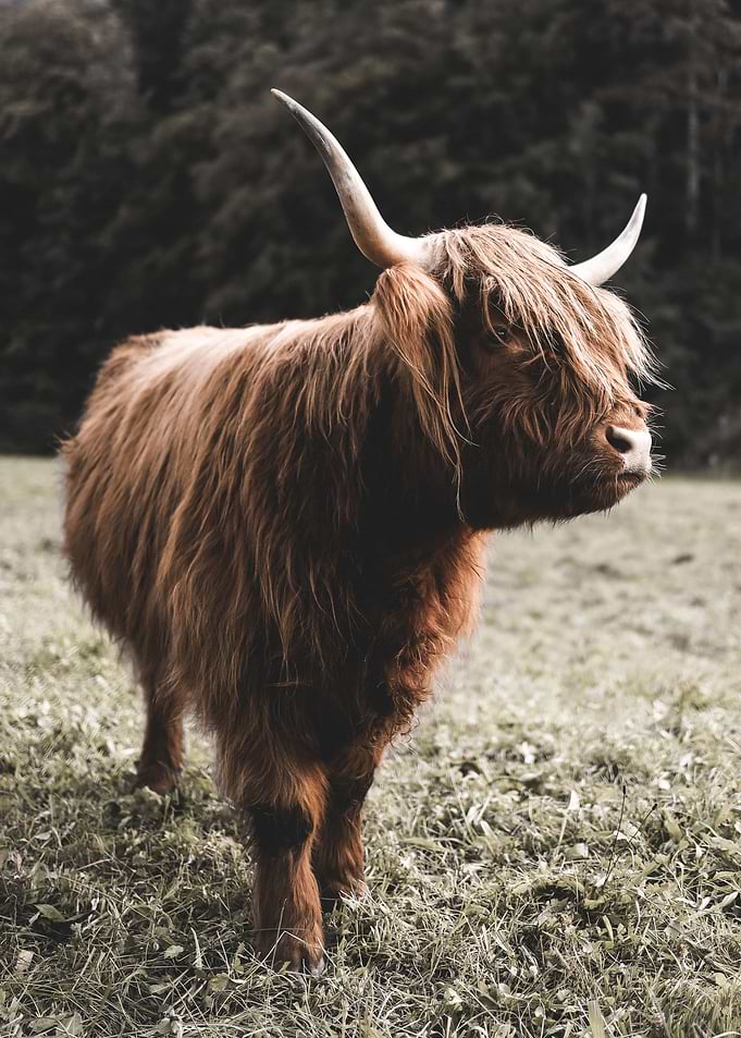 Scottish Highland Cow