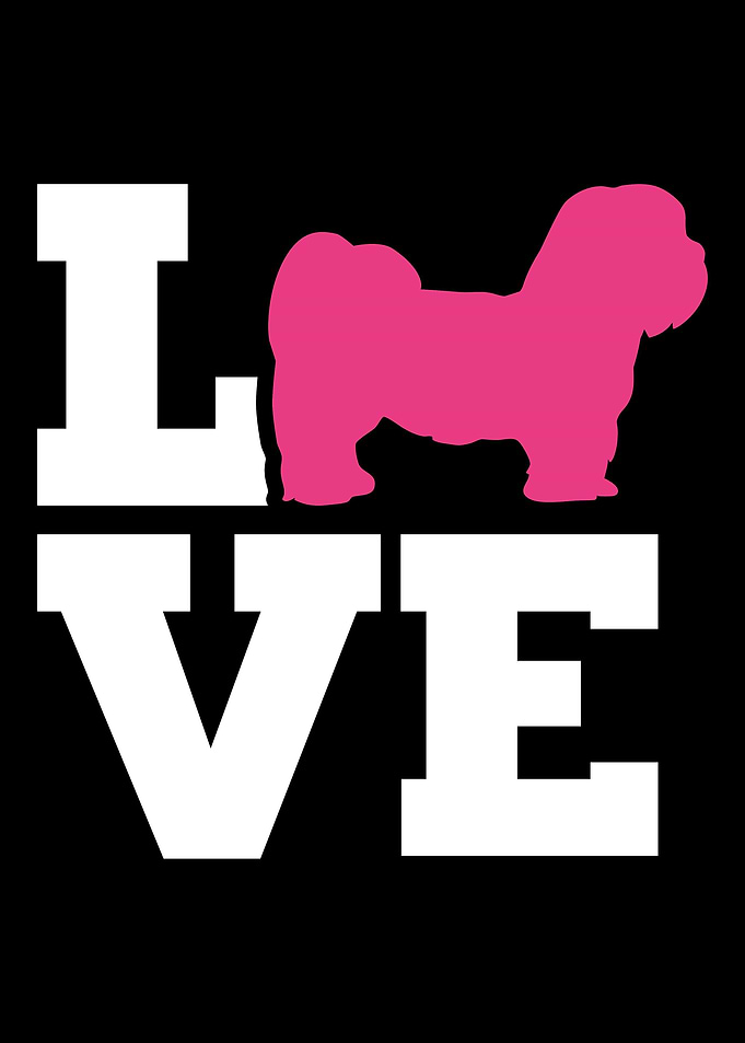 Lhasa Apso
