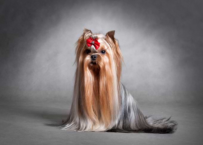 Yorkshire terrier