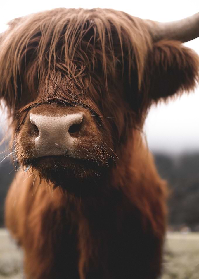 Scottish Highland Cow