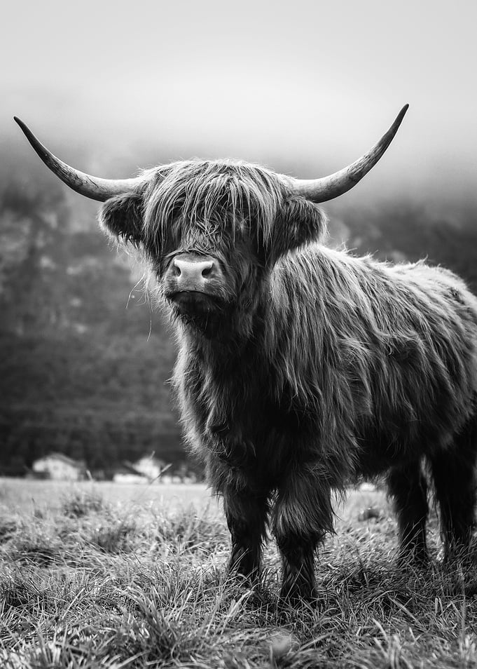 Scottish Highland Cow