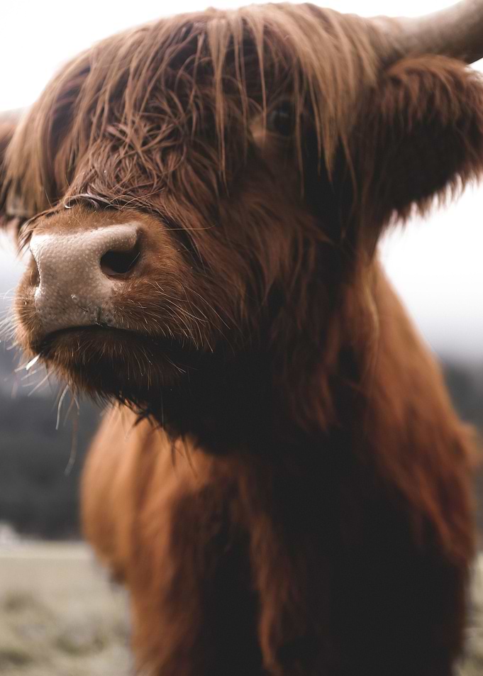 Scottish Highland Cow