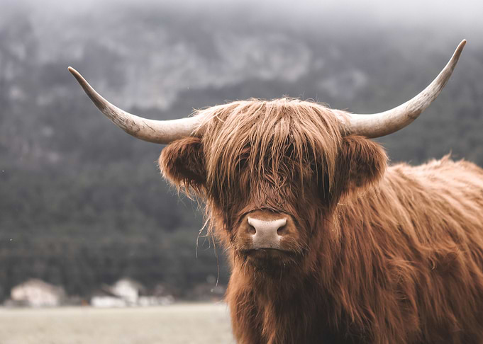 Scottish Highland Cow