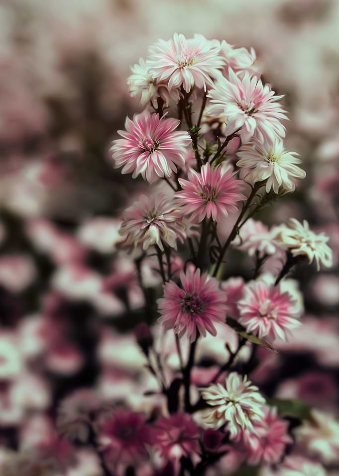 Flower Art Number 1
