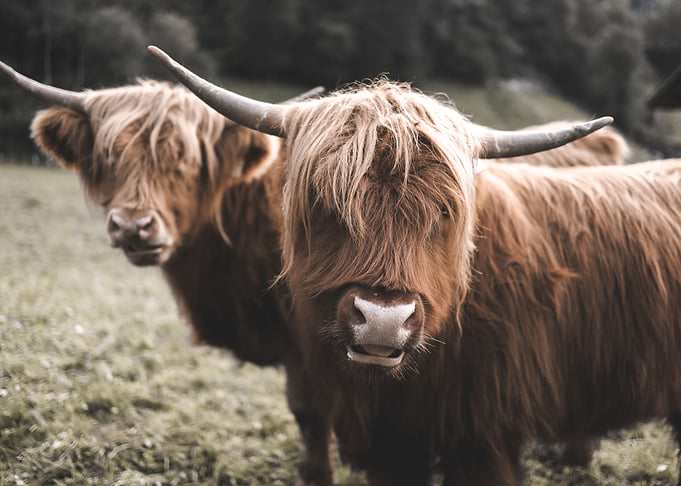 Scottish Highland Cow