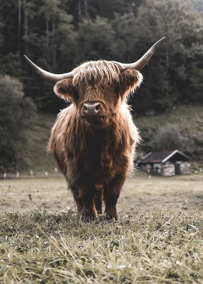 Scottish Highland Cow