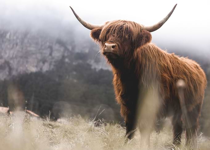 Scottish Highland Cow