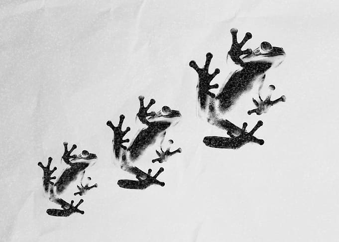 Three Frogs