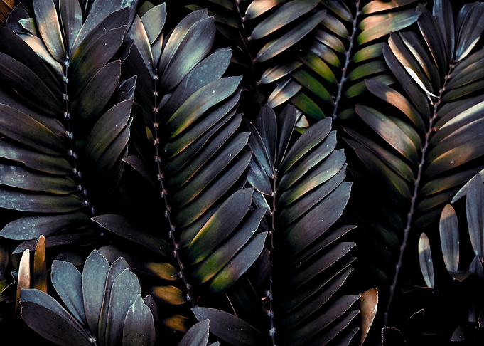 Black Leaves Art Design