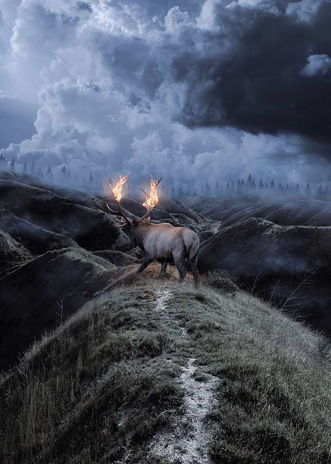 Deer