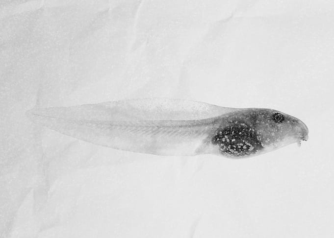 Giant Tadpole