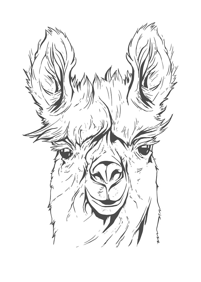 Funny Llama Gift Alpaca