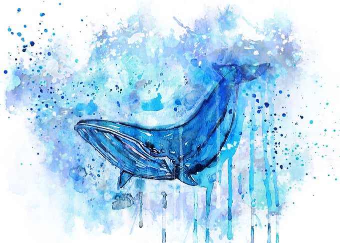 Humpback whale