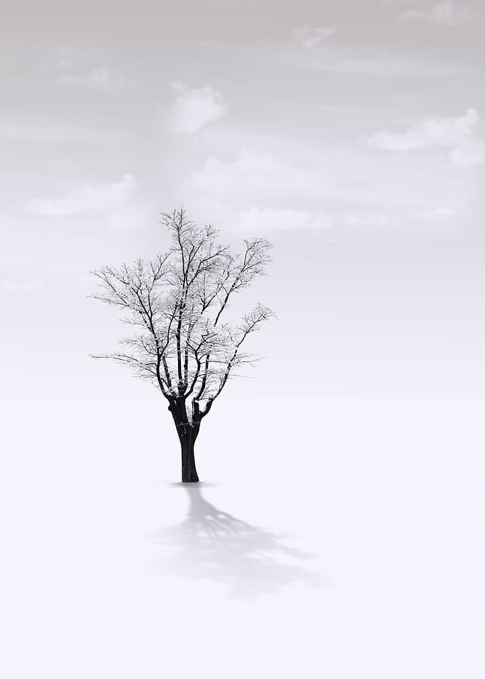 lonely tree in the snow