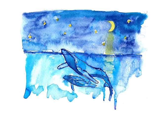 Humpback whale