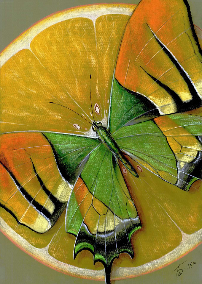 Butterfly