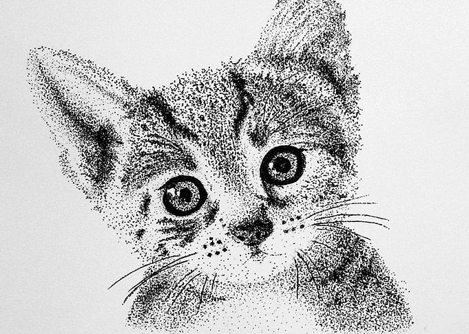 LITTLE CAT