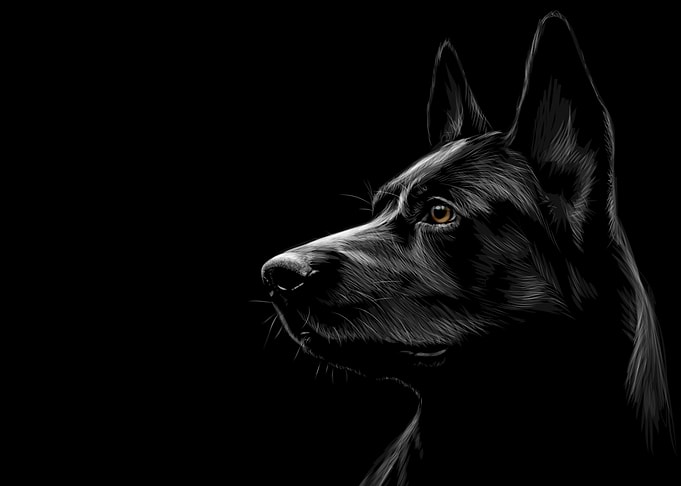 German Shepherd Sketching