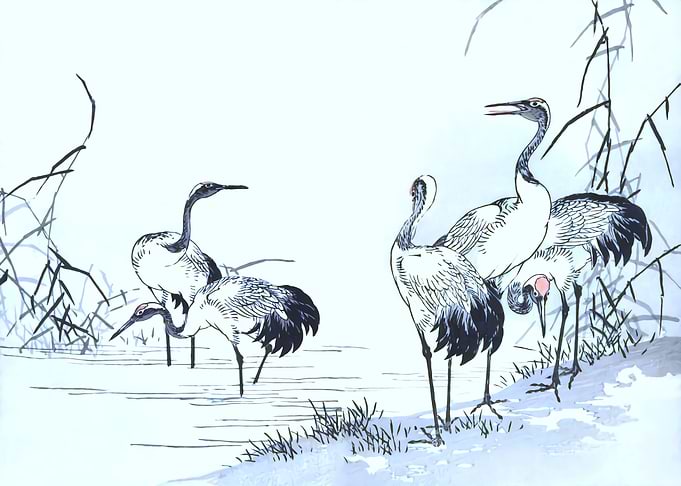 Cranes Standing In Swamp