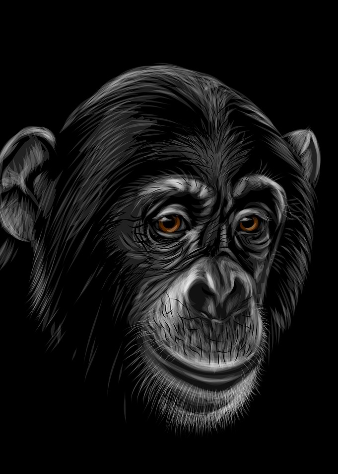 Chimpanzee Sketching